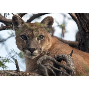 Lais Puzzle - PAMPEAN PUMA - 100, 200, 500, 1.000 & 2.000 Teile