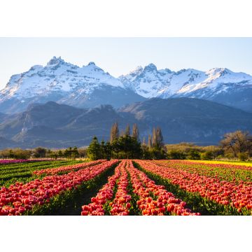 Lais Puzzle - Ansicht eines Tulpenfeldes vor schneebedeckten Anden und klarem Himmel in Trevelin, Patagonien, Argentinien - 100, 200, 500, 1.000 & 2.000 Teile