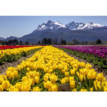 Lais Puzzle - Tulpenfeld in Trevelin, Chubut, Argentinien - 100, 200, 500, 1.000 & 2.000 Teile