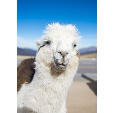 Lais Puzzle - Lama in Nahaufnahme in den Höhenlagen von Tucumán, Argentinien - 100, 200, 500, 1.000 & 2.000 Teile