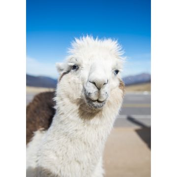 Lais Puzzle - Lama in Nahaufnahme in den Höhenlagen von Tucumán, Argentinien - 1.000 Teile