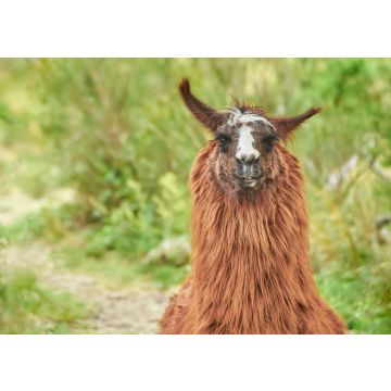 Lais Puzzle - Blick auf ein Lama in Merlo, in der Provinz San Luis, Argentinien - 100, 200, 500, 1.000 & 2.000 Teile