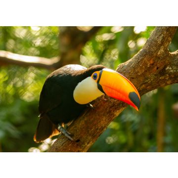 Lais Puzzle - Der Toco-Tukan sitzt im Freien auf einem Ast und lehnt sich nach vorne, wobei er seinen riesigen orange-gelben Schnabel mit einem bläulichen Fleck zeigt. Misiones Argentinien - 100, 200, 500, 1.000 & 2.000 Teile