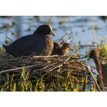 Lais Puzzle - Weißes Blässhuhn in seinem Nest mit Küken, La Pampa, Argentinien - 100, 200, 500, 1.000 & 2.000 Teile