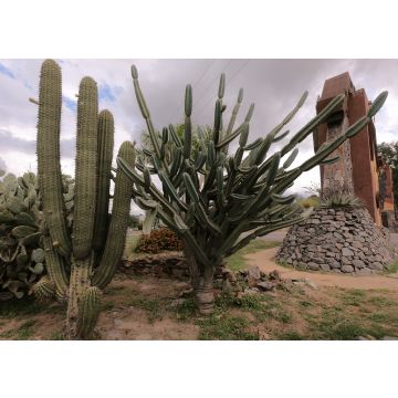 Lais Puzzle - Drei Arten von Kaktuspflanzen im Park der Stadt San Fernando del Valle de Catamarca - 100, 200, 500, 1.000 & 2.000 Teile