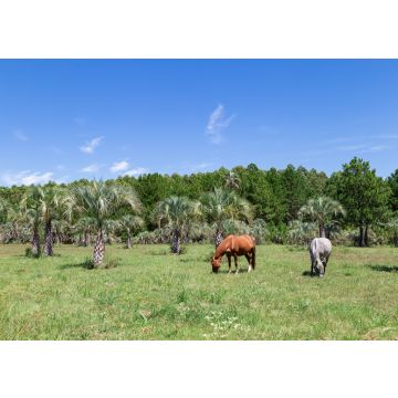 Lais Puzzle - Zwei Pferde grasen auf einer Wiese in der Nähe von Colon, Entre Rios, Argentinien. Ländliche Landschaft mit Palmen - 100, 200, 500, 1.000 & 2.000 Teile