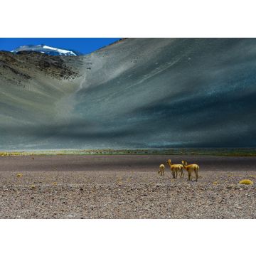 Lais Puzzle - Vicuñas in der Nähe des Paso de San Francisco und der Gipfel des Vulkans Incahuasi, Catamarca, Argentinien - 100, 200, 500, 1.000 & 2.000 Teile