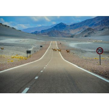 Lais Puzzle - Vicuñas beim Überqueren der Panoramastraße durch die Puna zum Bergpass Paso de San Francisco, Provinz Catamarca, Argentinien - 100, 200, 500, 1.000 & 2.000 Teile