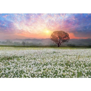 Lais Puzzle - Narzissen bei Sonnenaufgang. Eine lebende Legende der Unterkarpaten ist ein erstaunliches Phänomen - Narzissenblüten, Ukraine - 100, 200, 500, 1.000 & 2.000 Teile