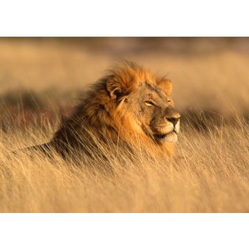 Lais Puzzle - großer männlicher Löwe - 100, 200, 500 & 1.000 Teile