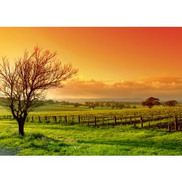 Lais Puzzle - Weinbergslandschaft - 100, 200, 500 & 1.000 Teile