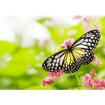 Lais Puzzle - Schmetterling auf einer Blume - 100, 200, 500 & 1.000 Teile