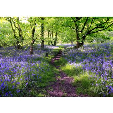 Lais Puzzle - Blaue Glocken Wald - 100, 200, 500 & 1.000 Teile