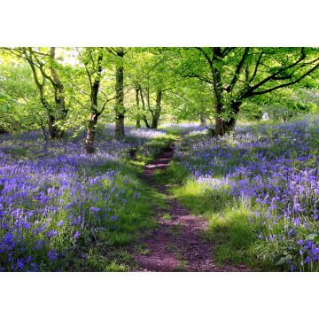Lais Puzzle - Blaue Glocken Wald - 1.000 Teile