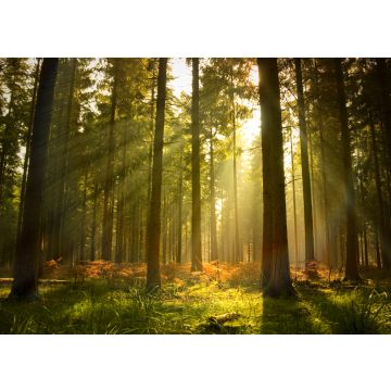 Lais Puzzle - Schöner Wald - 100, 200, 500 & 1.000 Teile