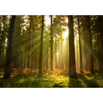 Lais Puzzle - Schöner Wald - 1.000 Teile