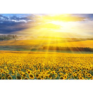 Lais Puzzle - Sonnenuntergang über dem Feld - 100, 200, 500 & 1.000 Teile