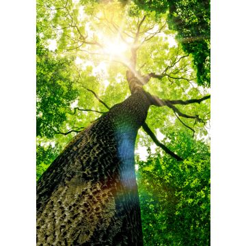 Lais Puzzle - Baum von unten - 100, 200, 500 & 1.000 Teile