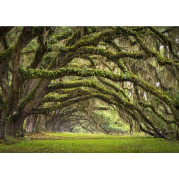 Lais Puzzle - Eichenallee Charleston SC Plantage Eichenwald - 100, 200, 500 & 1.000 Teile