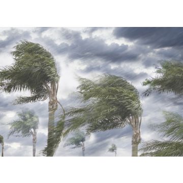 Lais Puzzle - Regen und Sturmwinde blasen Bäume - 100, 200, 500 & 1.000 Teile