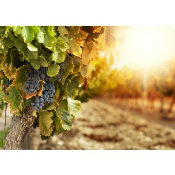 Lais Puzzle - Weinberge bei Sonnenuntergang - 100, 200, 500 & 1.000 Teile