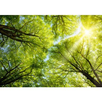 Lais Puzzle - Sonne leuchtet durch Baumkronen - 100, 200, 500 & 1.000 Teile