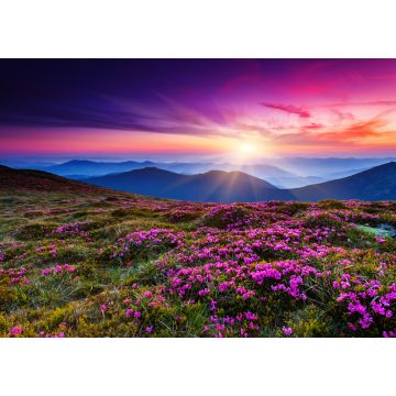 Lais Puzzle - Blumen - 1.000 Teile