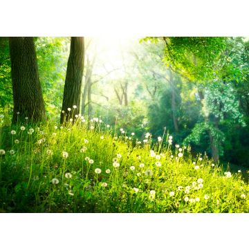 Lais Puzzle - Frühling Natur. Schöne Landschaft. Grünes Gras und Bäume - 500 & 1.000 Teile