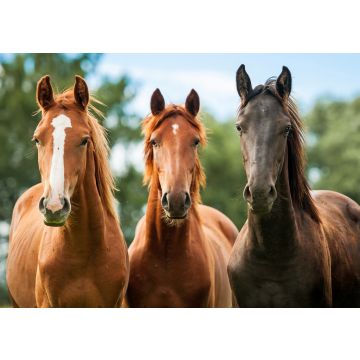 Lais Puzzle - Gruppe von drei jungen Pferden auf der Weide - 100, 200, 500 & 1.000 Teile