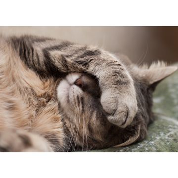 Lais Puzzle - schlafende Katze - 100, 200, 500 & 1.000 Teile