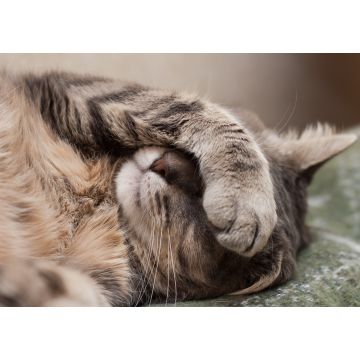 Lais Puzzle - schlafende Katze - 1.000 Teile