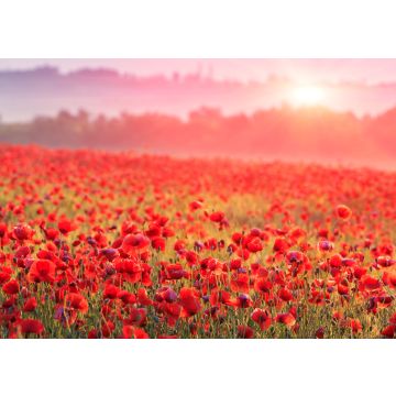 Lais Puzzle - rotes Mohnfeld im Morgennebel - 100, 200, 500 & 1.000 Teile
