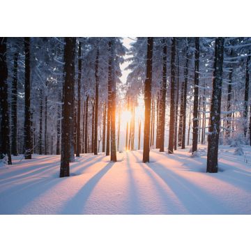 Lais Puzzle - Sonnenuntergang im Wald im Winterhalbjahr - 100, 200, 500 & 1.000 Teile