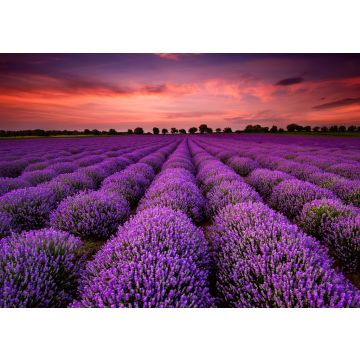 Lais Puzzle - Atemberaubende Landschaft mit Lavendelfeld bei Sonnenuntergang - 100, 200, 500 & 1.000 Teile