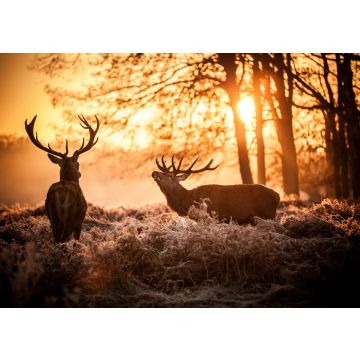Lais Puzzle - Rothirsch in der Morgensonne - 100, 200, 500 & 1.000 Teile