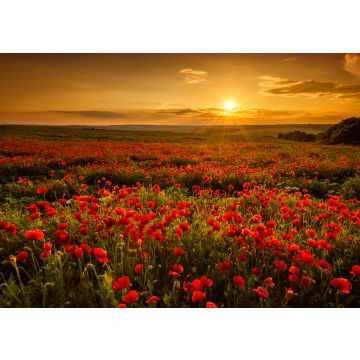 Lais Puzzle - Mohnfeld bei Sonnenuntergang - 100, 200, 500 & 1.000 Teile