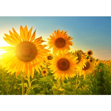Lais Puzzle - Sonnenblumen - 100, 200, 500 & 1.000 Teile