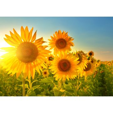 Lais Puzzle - Sonnenblumen - 1.000 Teile