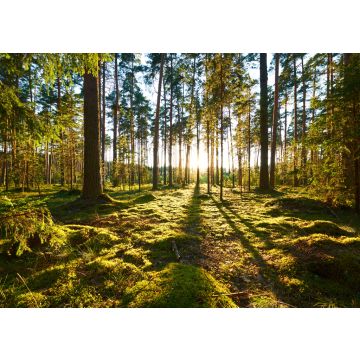 Lais Puzzle - Sonnenaufgang im Kiefernwald - 100, 200, 500 & 1.000 Teile