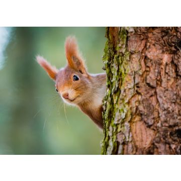 Lais Puzzle - Neugieriges rotes Eichhörnchen späht hinter dem Baumstamm - 500 & 1.000 Teile