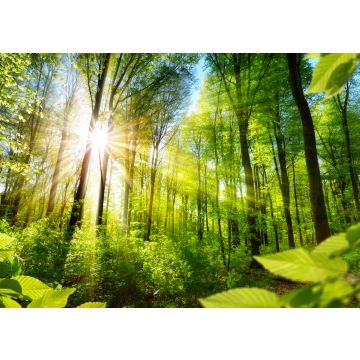 Lais Puzzle - Sonnenbeschienene Laubbäume im Wald - 100, 200, 500 & 1.000 Teile