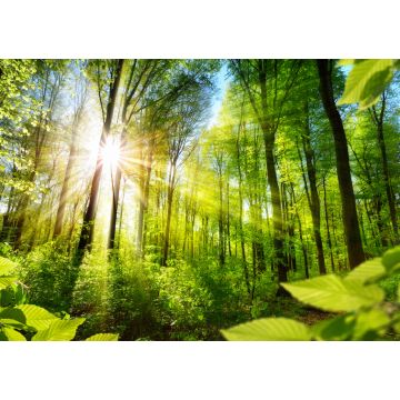 Lais Puzzle - Sonnenbeschienene Laubbäume im Wald - 1.000 Teile