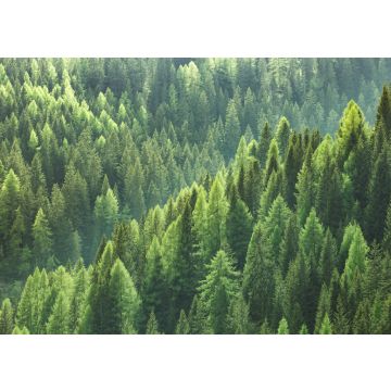 Lais Puzzle - Gesunde grüne Bäume in einem Wald aus alten Fichten, Tannen und Kiefern - 100, 200, 500 & 1.000 Teile
