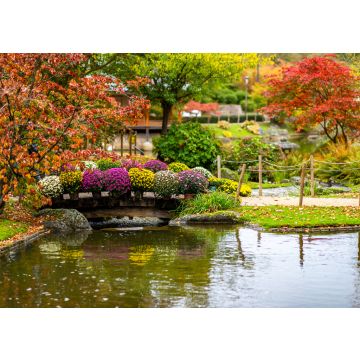Lais Puzzle - Сhrysanthemum (auch bekannt als goldene Gänseblümchen) auf einer Brücke im Japanischen Garten von Hasselt, Belgien - 100, 200, 500 & 1.000 Teile