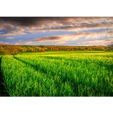 Lais Puzzle - Bath of Light: ein ruhiges Weizenfeld nimmt sein letztes Bad im Sonnenlicht, bevor es in die kalte Nacht geht, in Newgrange, County Meath, Irland - 100, 200, 500 & 1.000 Teile
