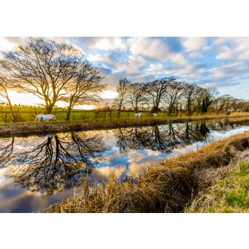 Lais Puzzle - Pferde auf dem Grand Canal, Irland - 100, 200, 500 & 1.000 Teile
