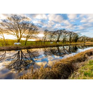 Lais Puzzle - Pferde auf dem Grand Canal, Irland - 1.000 Teile