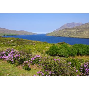 Lais Puzzle - Killary Harbour, Irland - 1.000 Teile