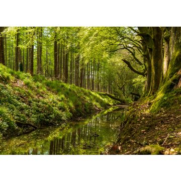 Lais Puzzle - Schöne grüne Bäume, die sich in einem kleinen Fluss spiegeln, der durch den Wald fließt. Frühlingslandschaft in Russeltown Wood, Grafschaft Wicklow, Irland - 100, 200, 500 & 1.000 Teile