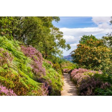 Lais Puzzle - Wanderweg durch üppiges lila Heidekraut und Farn an einem warmen, sonnigen Sommertag. Wicklow Mountains Way-Weg durch dichte Vegetation zum Maulin-Gipfel in den Wicklow Mountains, Irland - 100, 200, 500 & 1.000 Teile